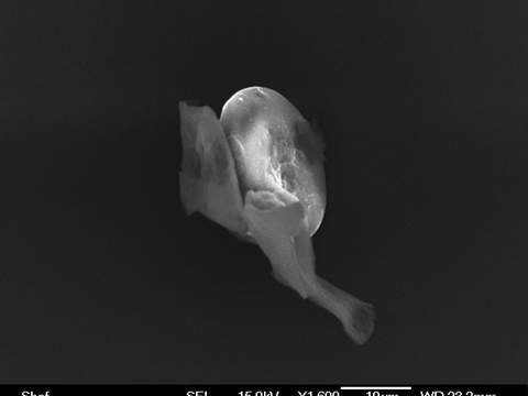 Another 'Alien' bug caught in the earths atmosphere.