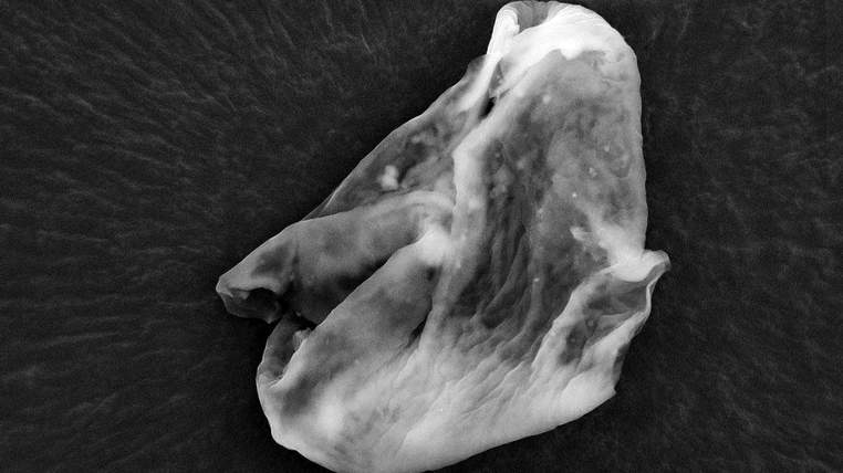 First alien ever discovered?