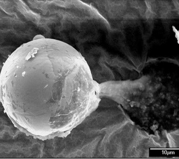 The mysterious organism has baffled scientists