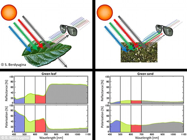 Scientists found the light reflected by photosynthetic pigments in living organisms such as plants have a distinctive polarisation that can be distinguished from the light reflected by sand, rock, water or minerals (illustrated above). By searching for this fingerprint, it may be possible to detect plant life on other planets (Daily Mail Online reference)